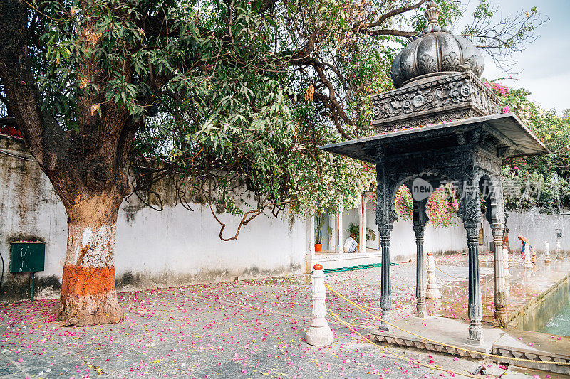 在印度乌代普尔的Saheliyon Ki Bari(少女花园)的落花和大树